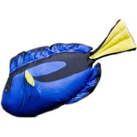 Dory Fish Cushion Regal Tang 56cm